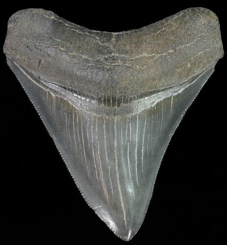 Serrated, Fossil Megalodon Tooth - Georgia #68084